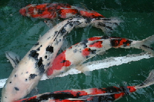 20071021 020-300.jpg